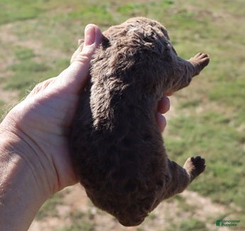 Chesapeake Bay Retriever dogs for sale: Chesapeake Bay Retriever 4 - Ad 1