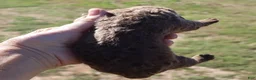 Chesapeake Bay Retriever dogs for sale: Chesapeake Bay Retriever 4 - Ad 1