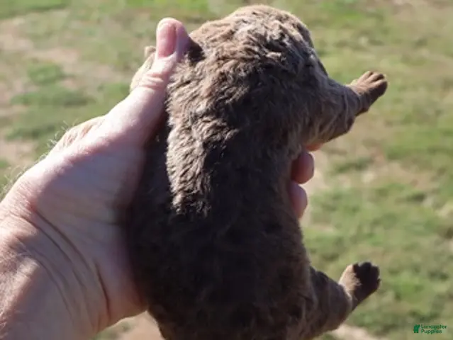 Chesapeake Bay Retriever dogs for sale: Chesapeake Bay Retriever 4 - Ad 1
