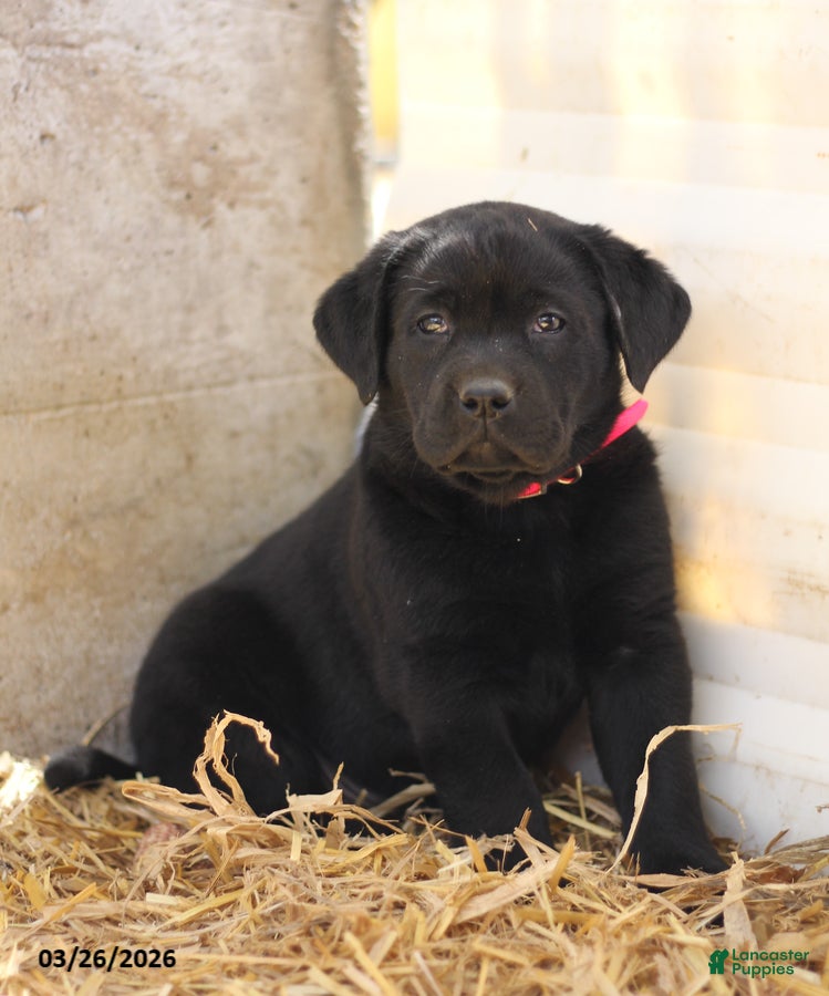 Labrador Retriever dogs Blessing - Ad 2