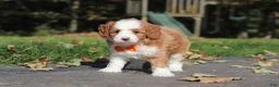 Cavapoo dogs for sale: Beckham - Ad 6