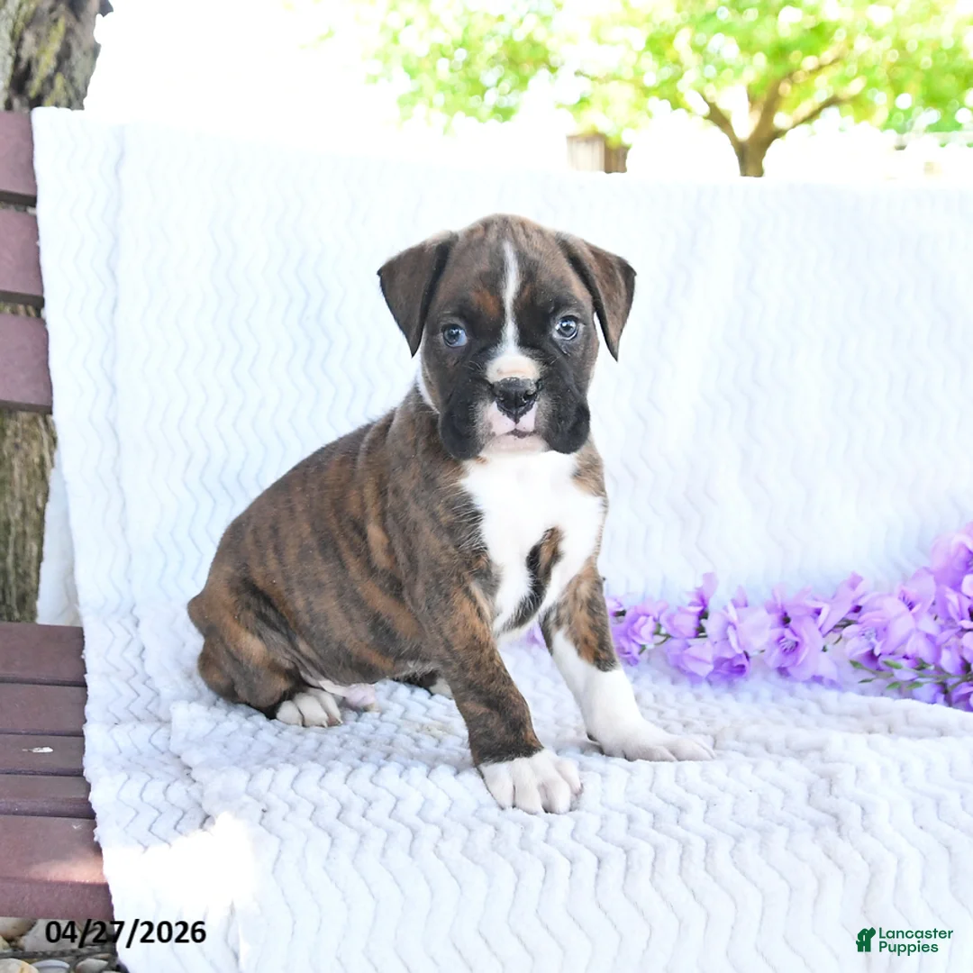 Boxer dogs for sale: Captain - Ad 3