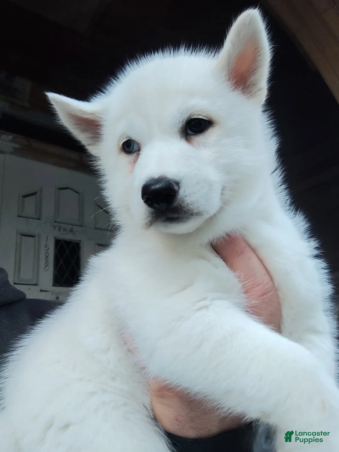 Siberian Husky dogs for sale: ✨24 Karat Gold✨ Isabella Siberian Husky With Hetrochromia Eyes  - Ad 1