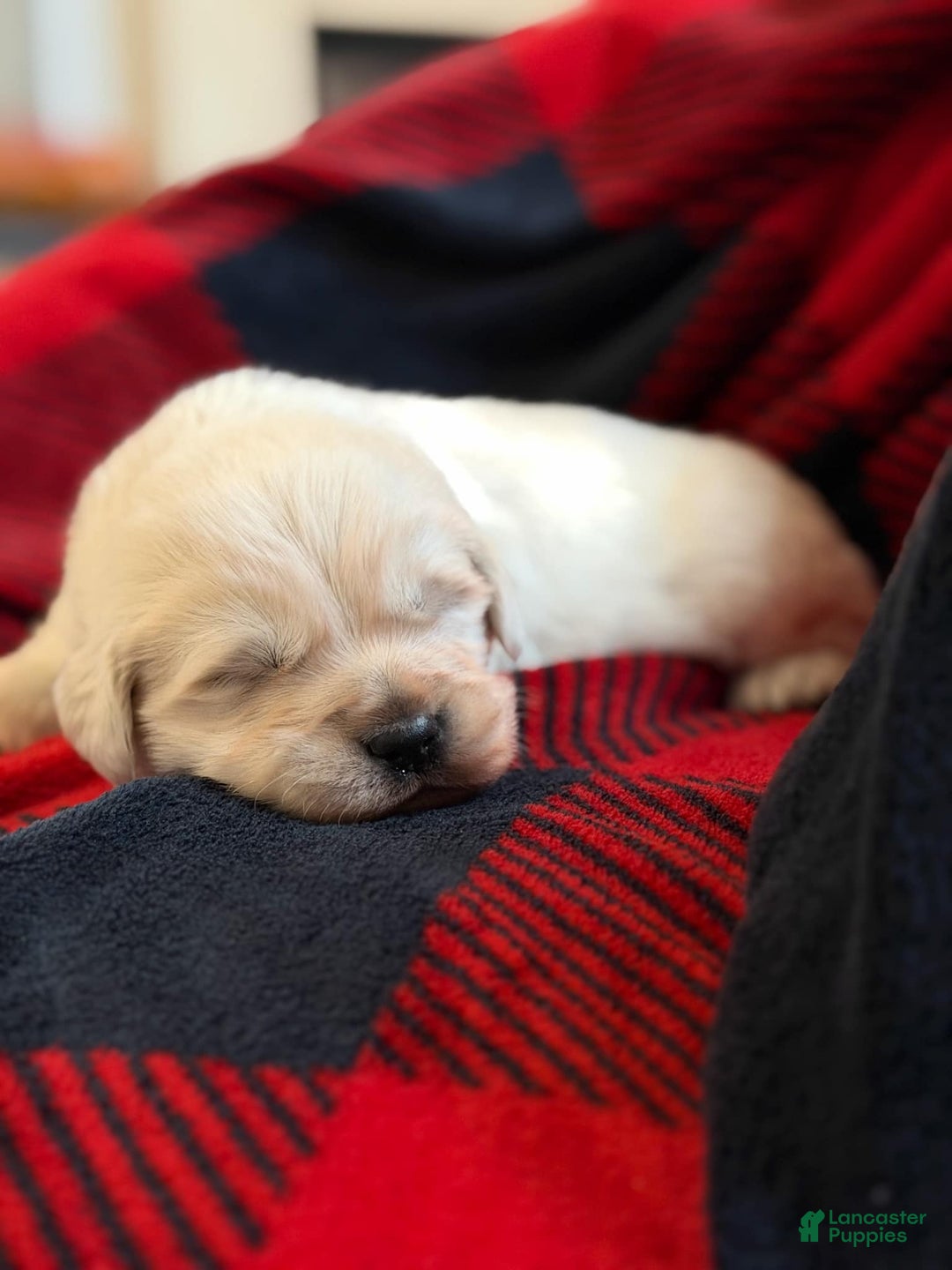 Golden Retriever dogs for sale: Franky - Ad 3