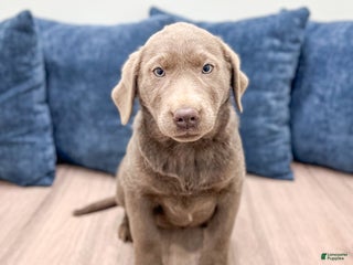 Labrador Retriever dogs Millie - Ad 35