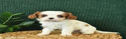 Cavalier King Charles Spaniel dogs for sale: Jazz  - Ad 1