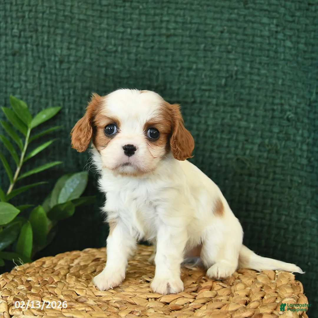 Cavalier King Charles Spaniel dogs for sale: Jazz  - Ad 1