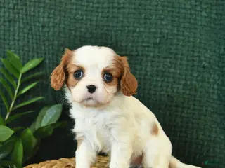 Cavalier King Charles Spaniel dogs Jazz - Ad 7