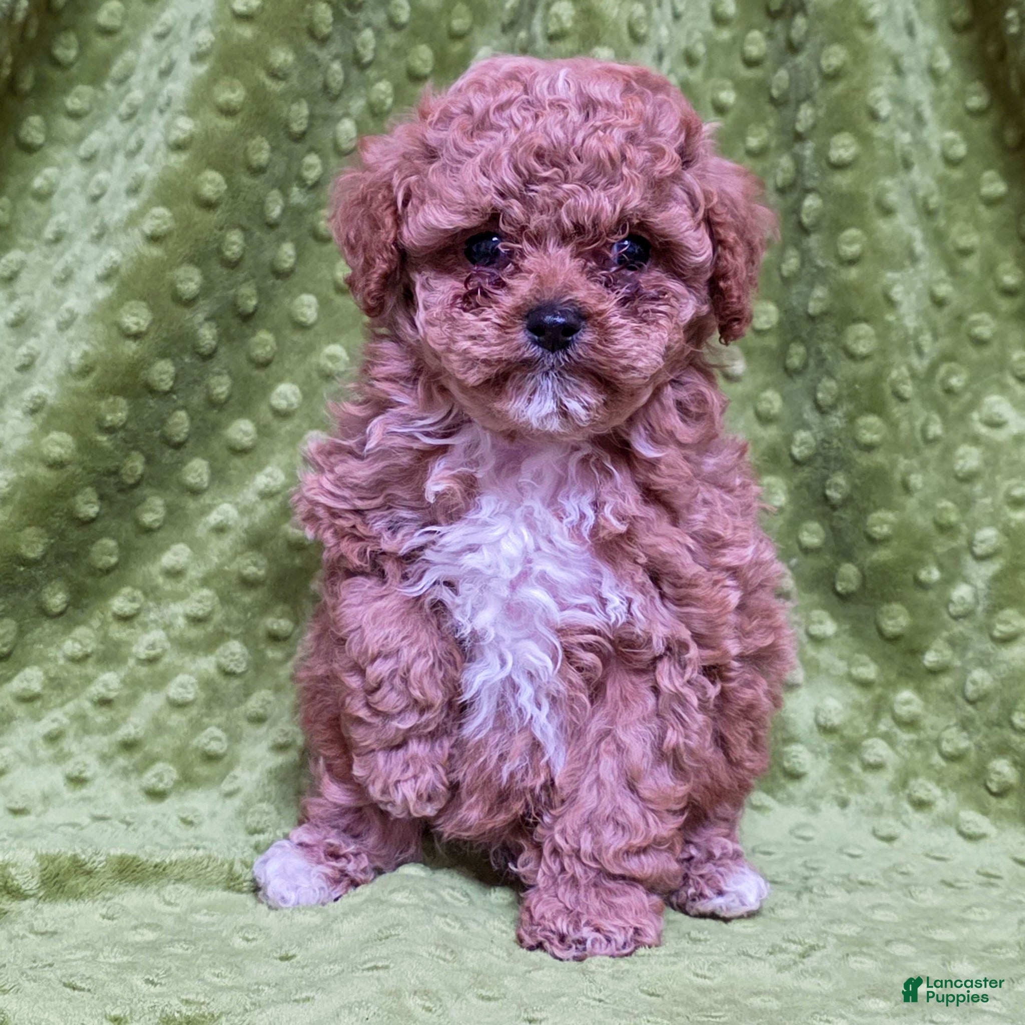 Standard Poodle dogs Carson - Ad 42