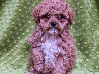 Standard Poodle dogs Carson - Ad 26