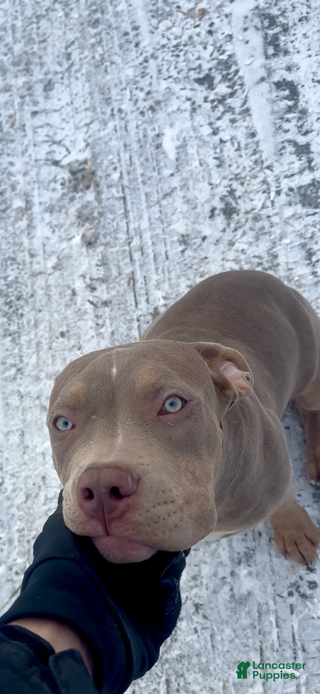 American Bully dogs for sale: Sebastian  - Ad 6