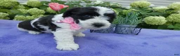 Bichpoo dogs for sale: Bichpoo 2 Posey - Ad 3