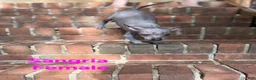 Xoloitzcuintle dogs for sale: Xoloitzcuintle Mini Female - Ad 6
