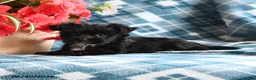 Morkie dogs for sale: Olan - Ad 3