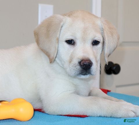 Labrador Retriever dogs Missy - Ch lines - Special Price - Ad 2