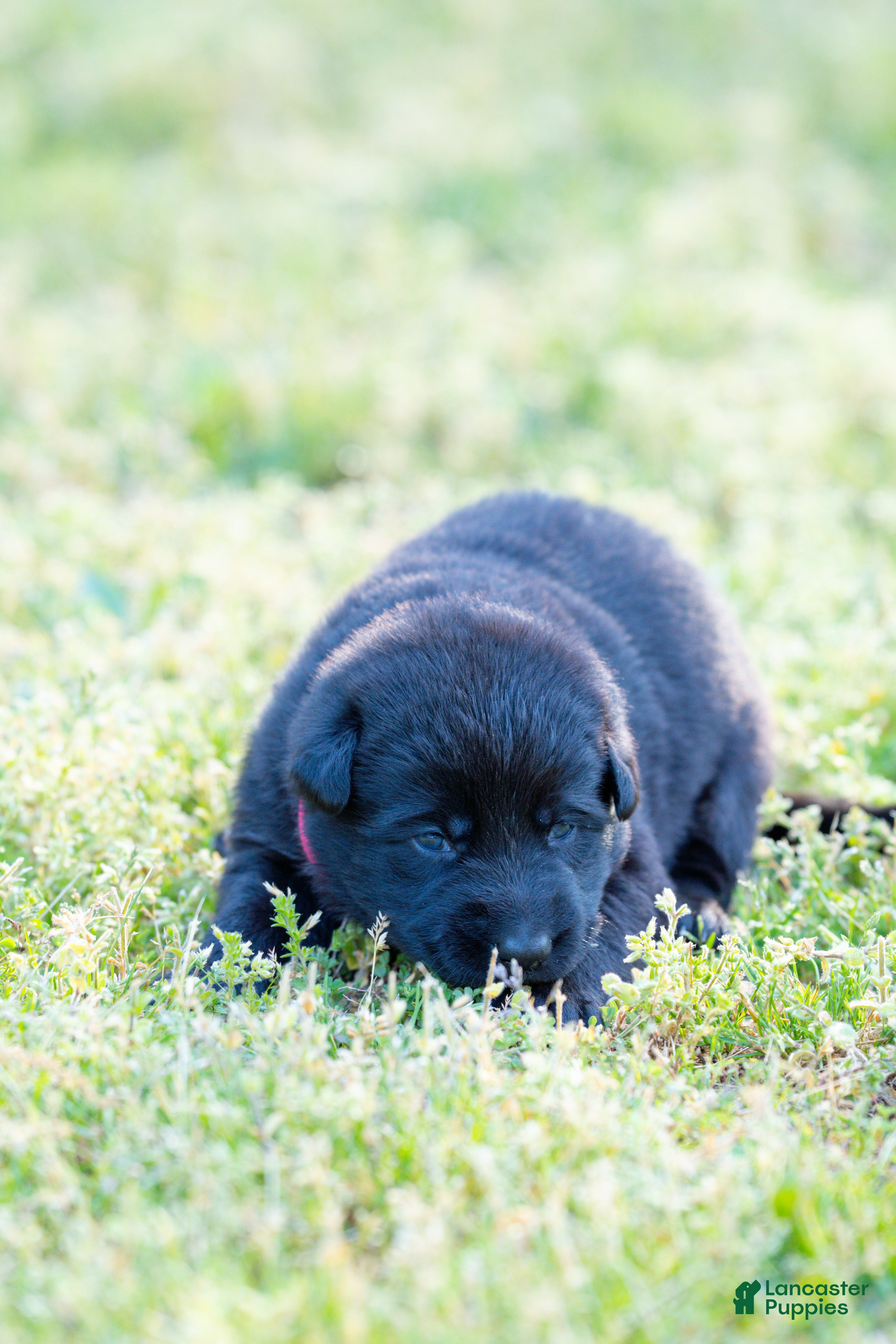 German Shepherd dogs German Shepherd Puppy 7 - Ad 16