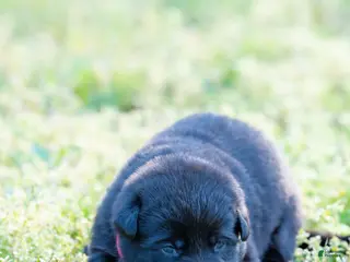 German Shepherd dogs German Shepherd Puppy 7 - Ad 16