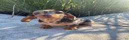 Miniature Dachshund dogs for sale: Otis - Ad 4
