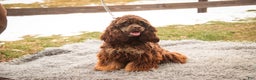 Cocker Spaniel dogs for sale: Dane - Ad 1