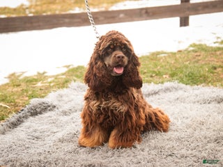 Cocker Spaniel dogs Dane - Ad 23