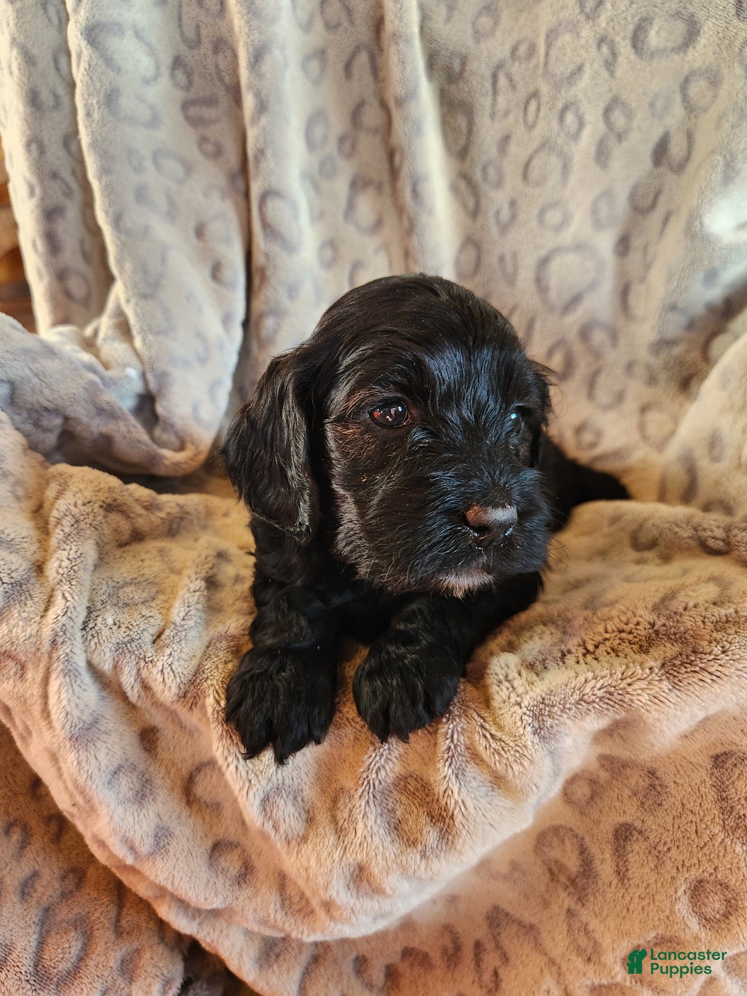 Mixed Breed dogs for sale: Lana - Ad 6