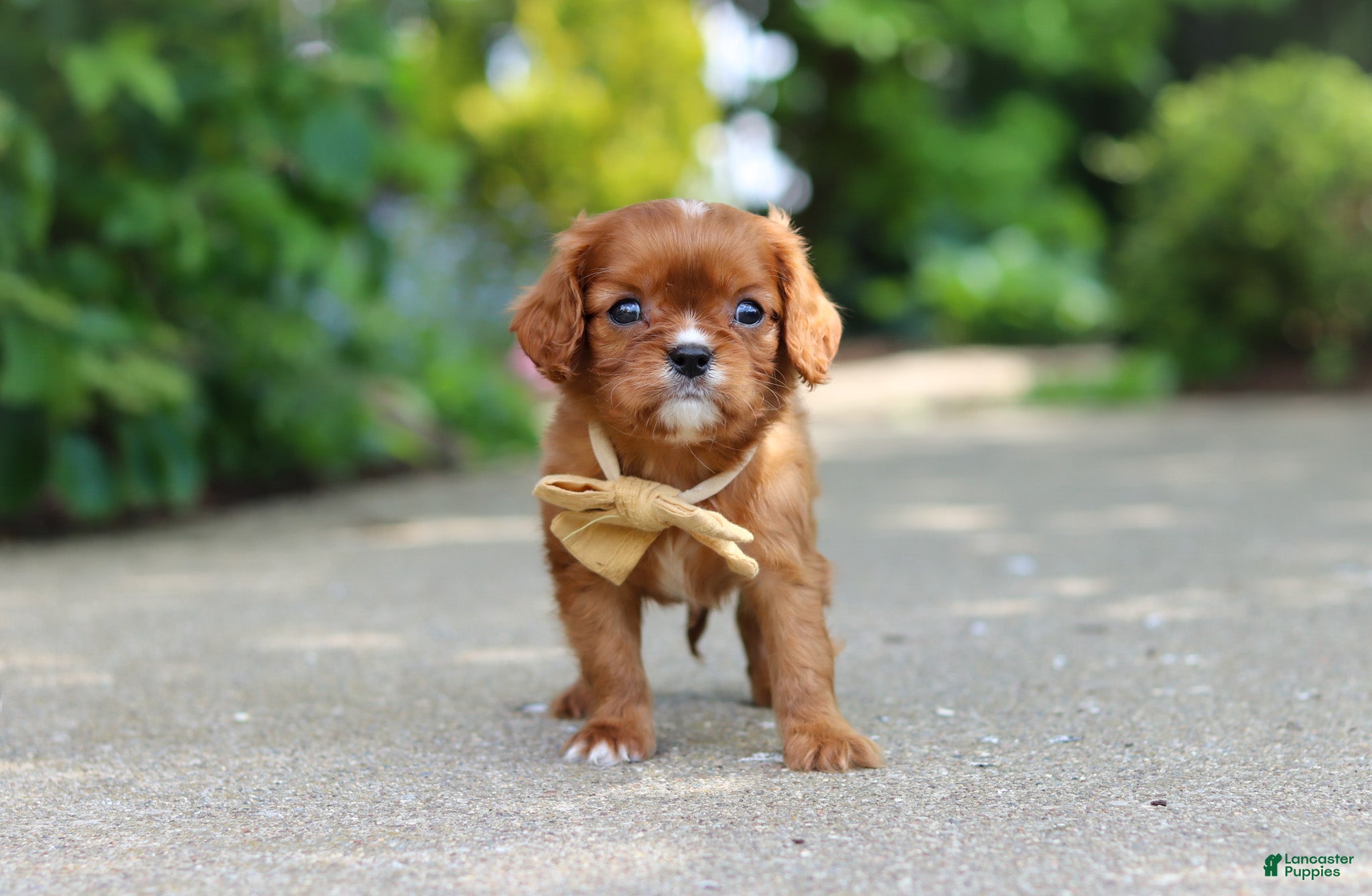 Cavalier King Charles Spaniel dogs George - Ad 1