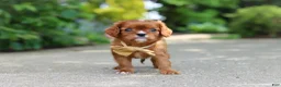 Cavalier King Charles Spaniel dogs for sale: George - Ad 1