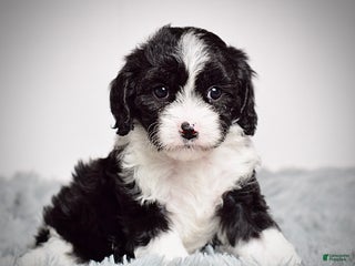 Cavapoo dogs - Ad 19