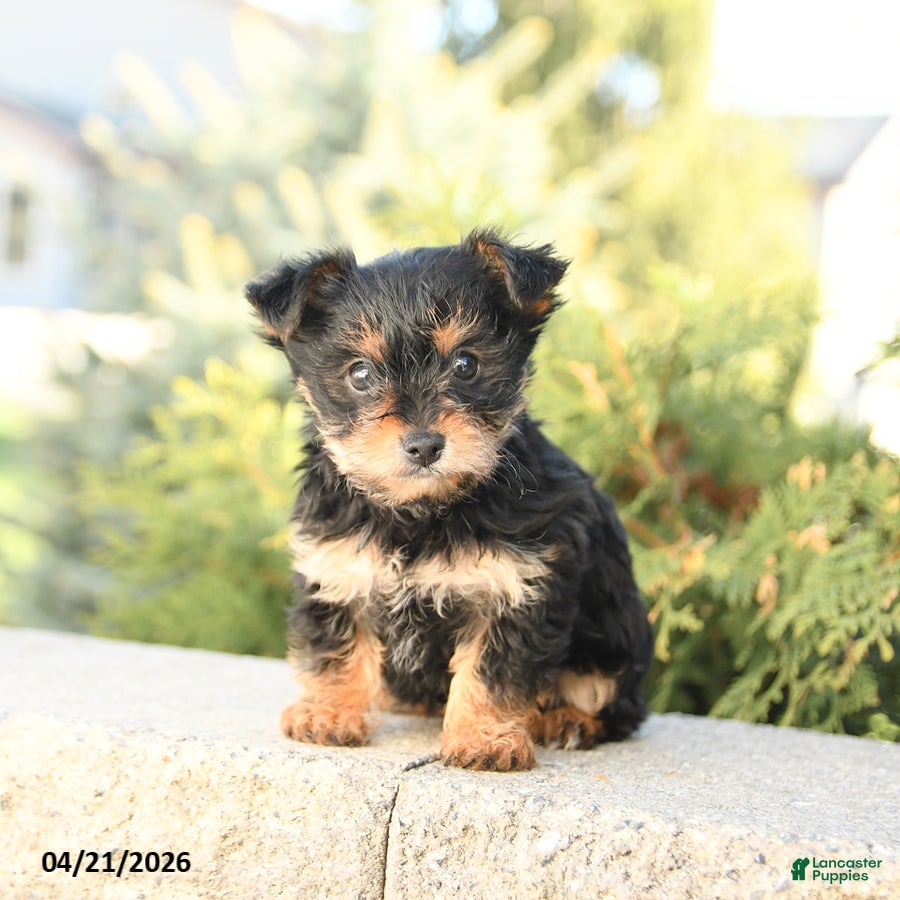 Yorkshire Terrier dogs Zinnia - Ad 1