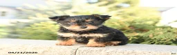 Yorkshire Terrier dogs for sale: Zinnia - Ad 1