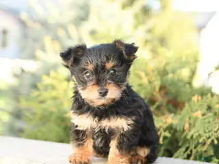 Yorkshire Terrier dogs for sale: Zinnia - Ad 1