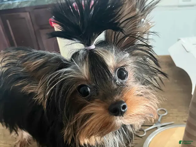 Yorkshire Terrier dogs for sale: Yorkshire Terrier 1 - Ad 1