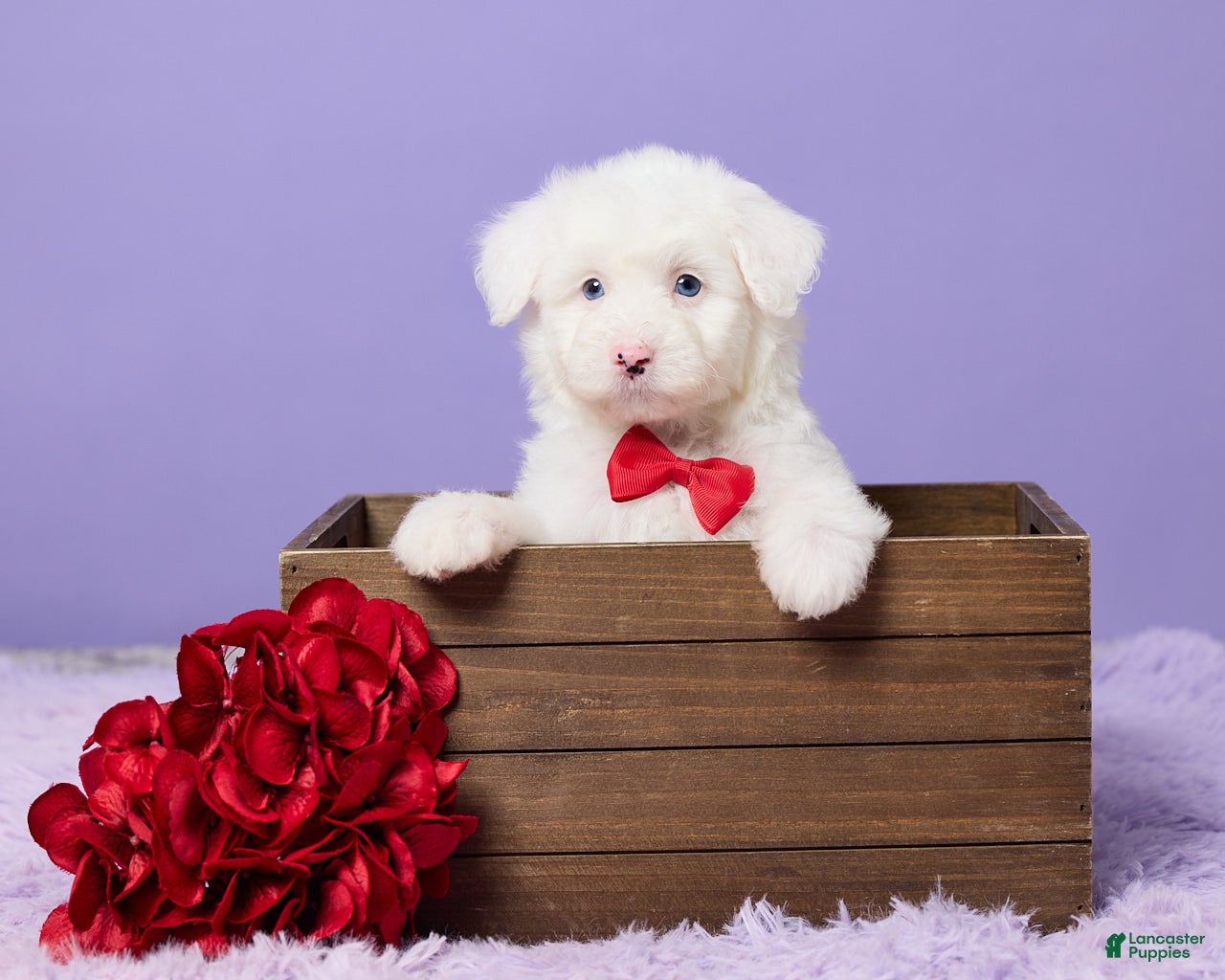 Mini Sheepadoodle dogs Soto - Ad 1