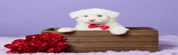Mini Sheepadoodle dogs for sale: Soto - Ad 1