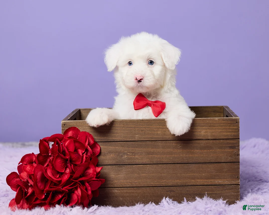 Mini Sheepadoodle dogs for sale: Soto - Ad 1