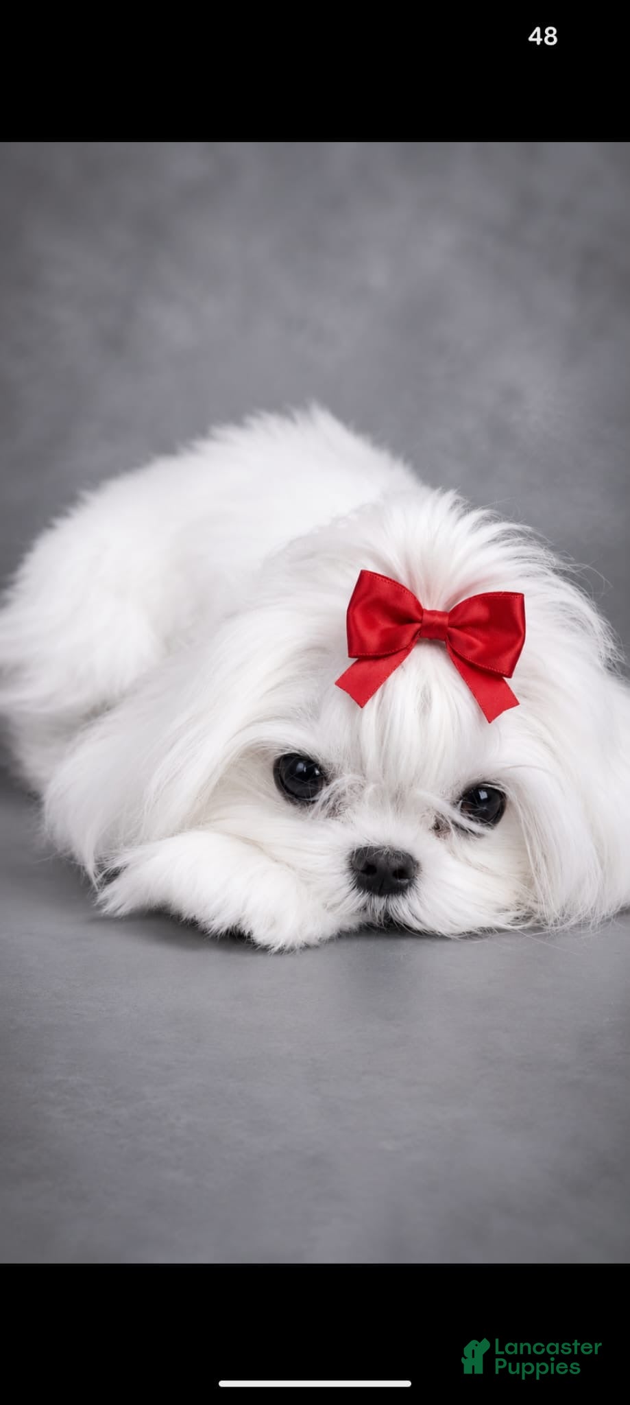 Maltese dogs Maltese Puppy 1 - Ad 2
