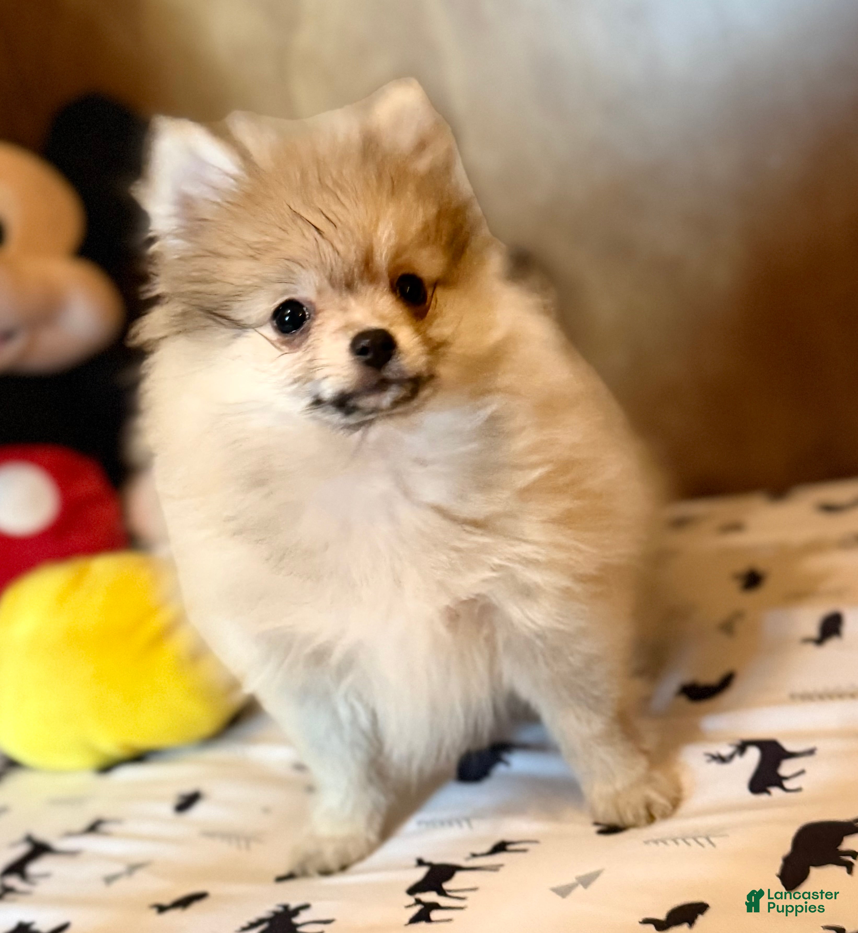 Pomeranian dogs Daniel (Jack’s brother )  - Ad 1
