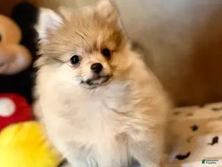 Pomeranian dogs for sale: Daniel (Jack’s brother ) - Ad 3