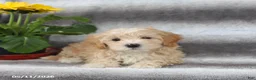 Maltipoo dogs for sale: Skippy - Ad 3