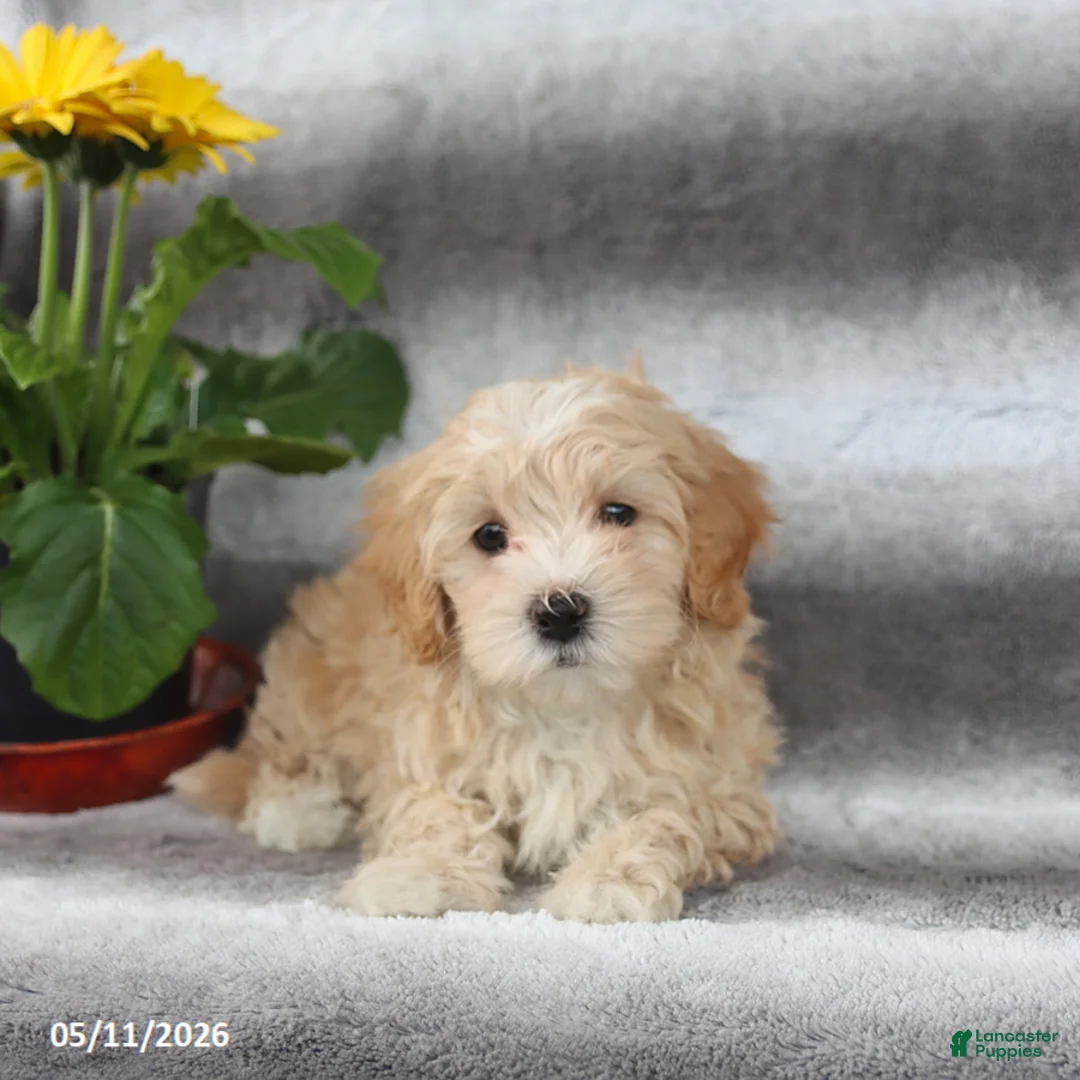 Maltipoo dogs for sale: Skippy - Ad 3