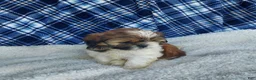 Shih Tzu dogs for sale: MOLLY - Ad 11