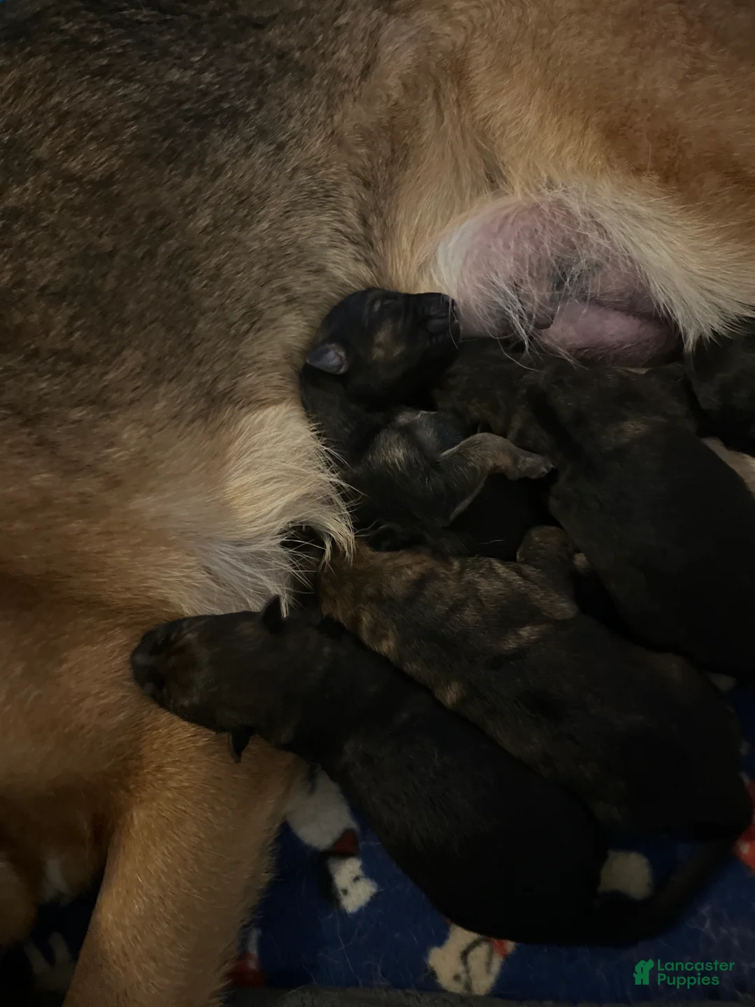 German Shepherd dogs for sale: German Shepherd 5 - Ad 2