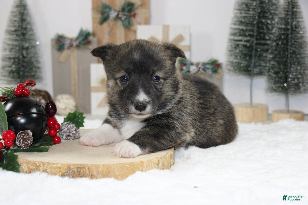 Welsh Corgi Pembroke dogs for sale: Buddy - Ad 3