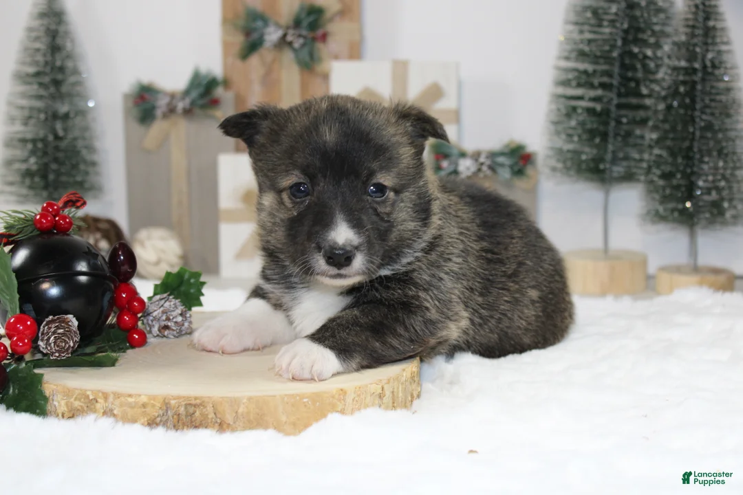 Welsh Corgi Pembroke dogs for sale: Buddy - Ad 7