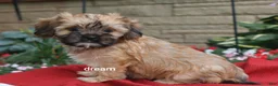 Mixed Breed dogs for sale: Nash - Ad 6