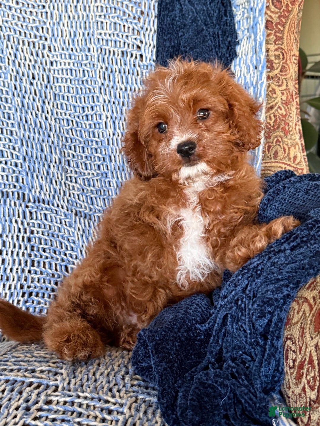 Cavapoo dogs for sale: Morris - Ad 6