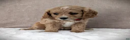 Cavapoo dogs for sale: Sunshine - Ad 4