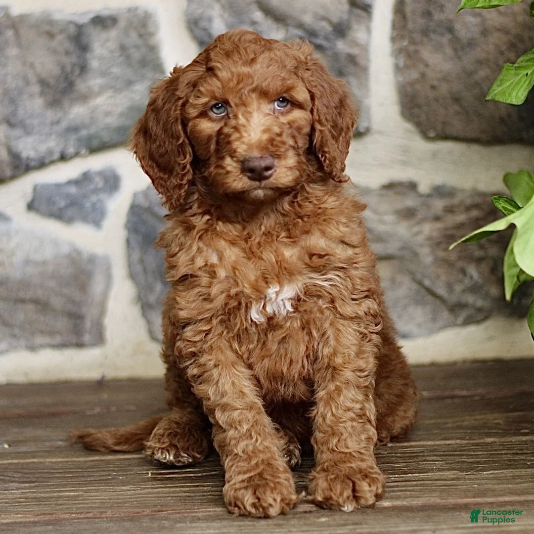 Goldendoodle dogs for sale: Jarvis  - Ad 1