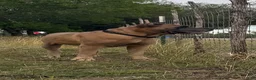 Cane Corso dogs for sale: Cane Corso 5- Dustin  - Ad 6