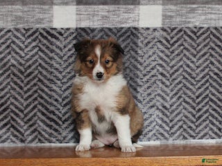 Mixed Breed dogs Holly - Ad 23